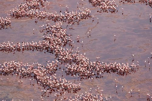 Africa-Tanzania-Aerial view of vast flock of Lesser Flamingos nesting in shallow salt waters Art Print